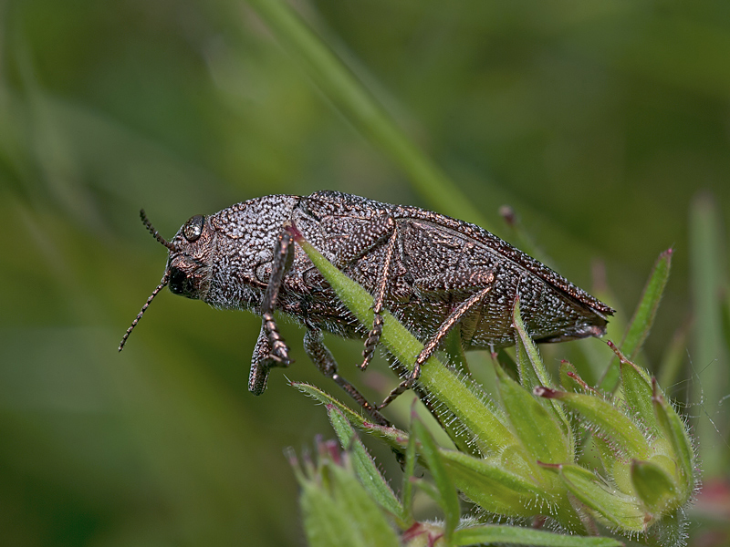 Dicerca aenea, Buprestidae