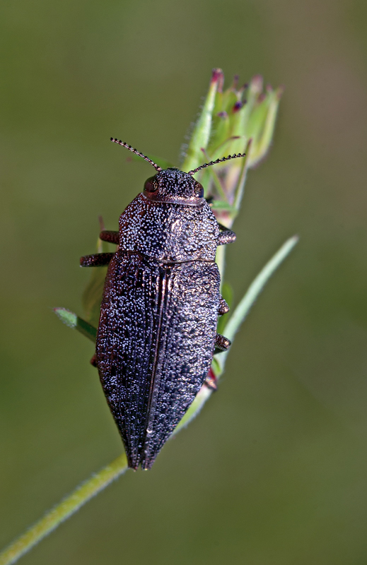 Dicerca aenea, Buprestidae