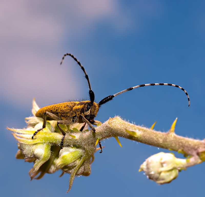 Agapanthia sicula malmerendii, Cerambycidae