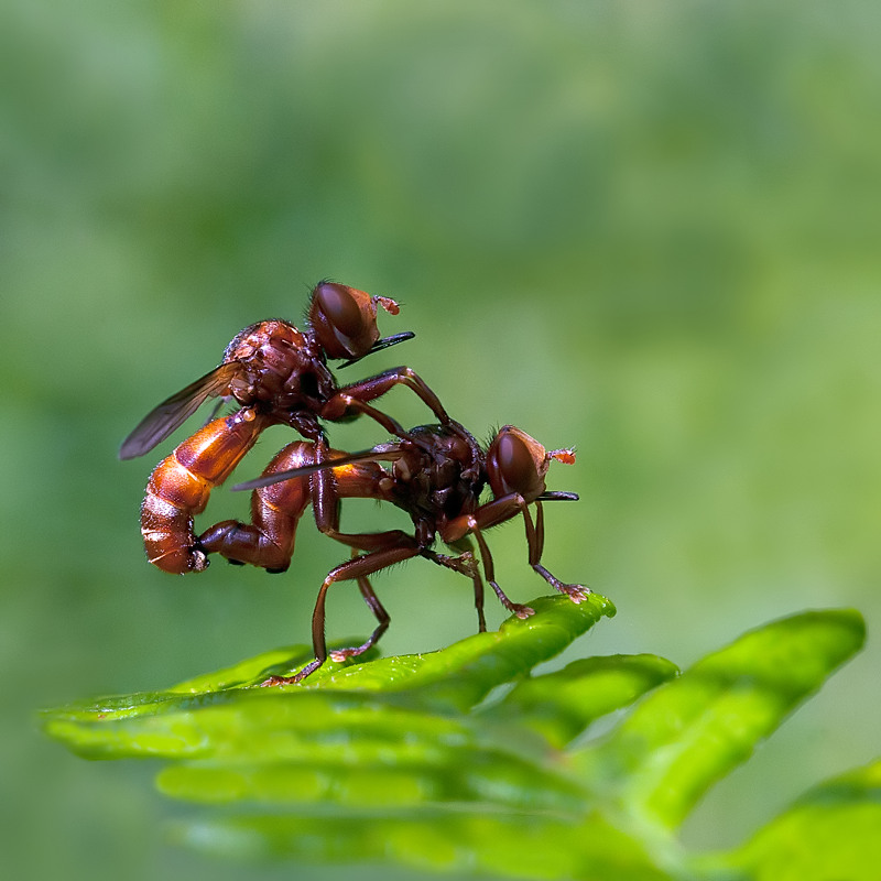 Sicus Ferrugineus (Conopidae) in accoppiamento