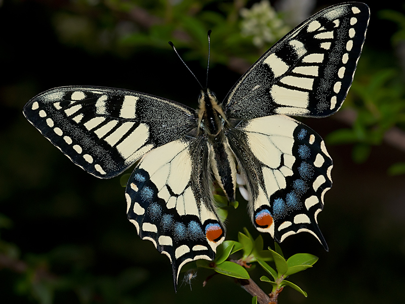Papilio Machaon, the Queen