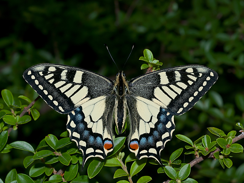 Papilio Machaon, the Queen