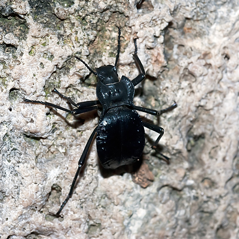 AKIS BACAROZZO, TENEBRIONIDAE