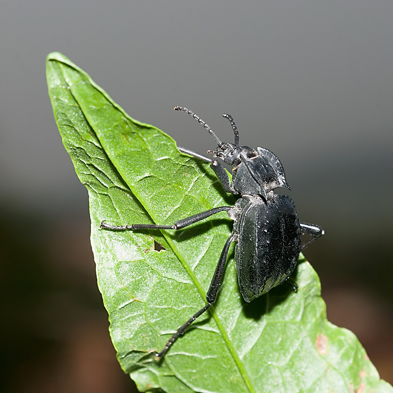 AKIS BACAROZZO, TENEBRIONIDAE