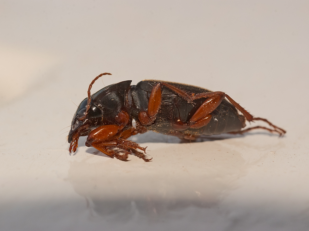 Coleottero da identificare - Pseudoophonus rufipes