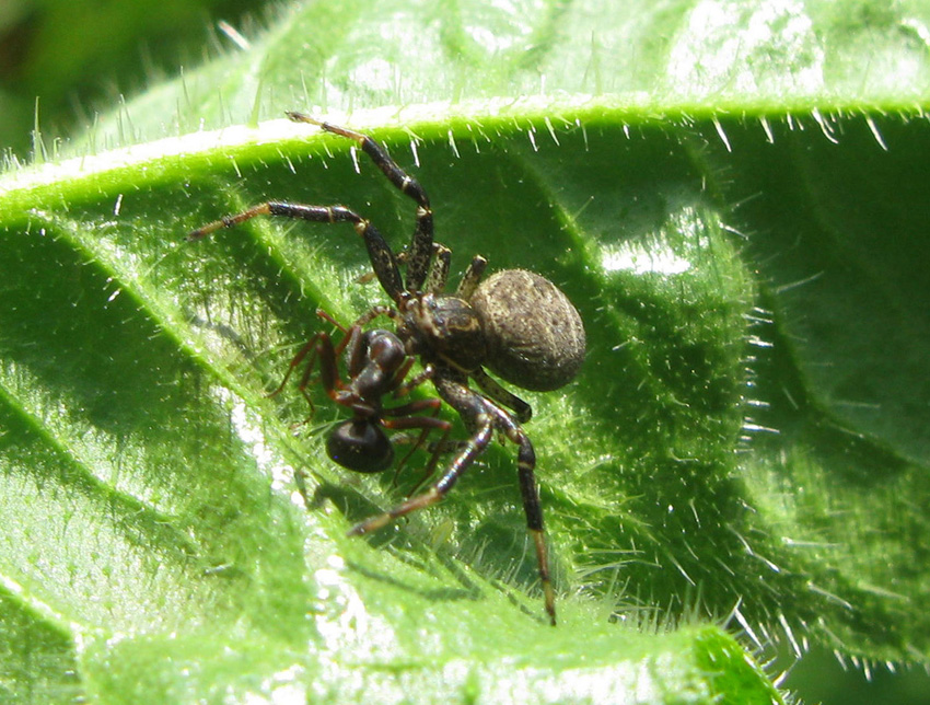 Xysticus sp. - Palombara Sabina (RM)