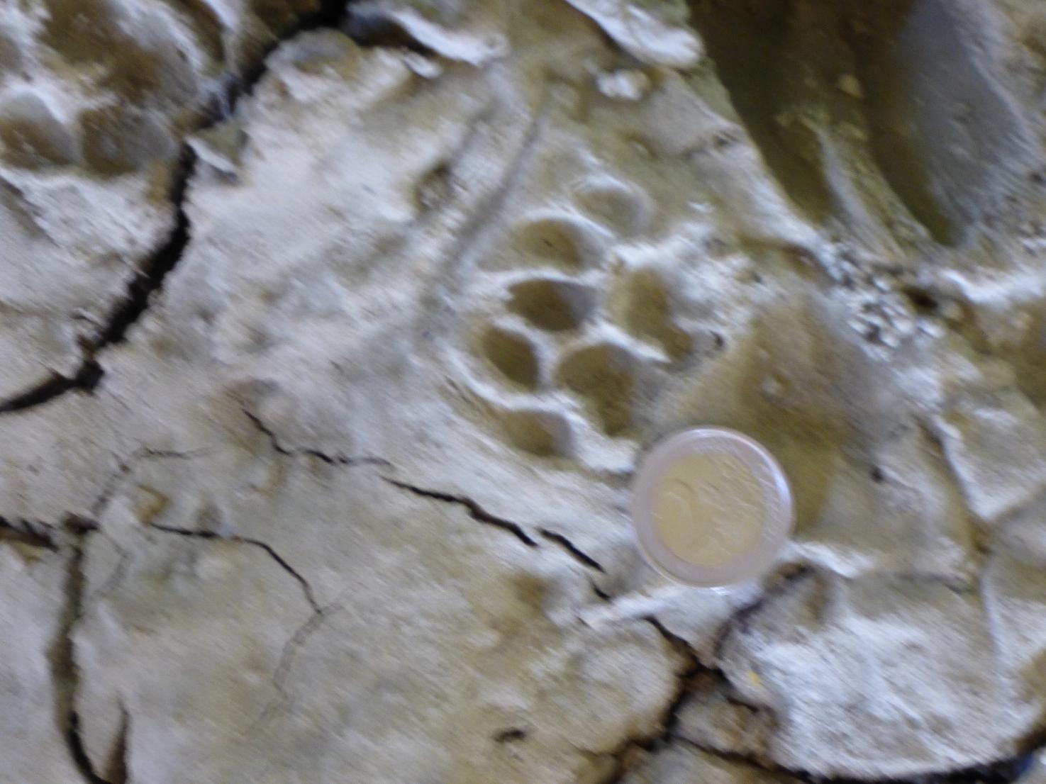 orma di animale ignoto