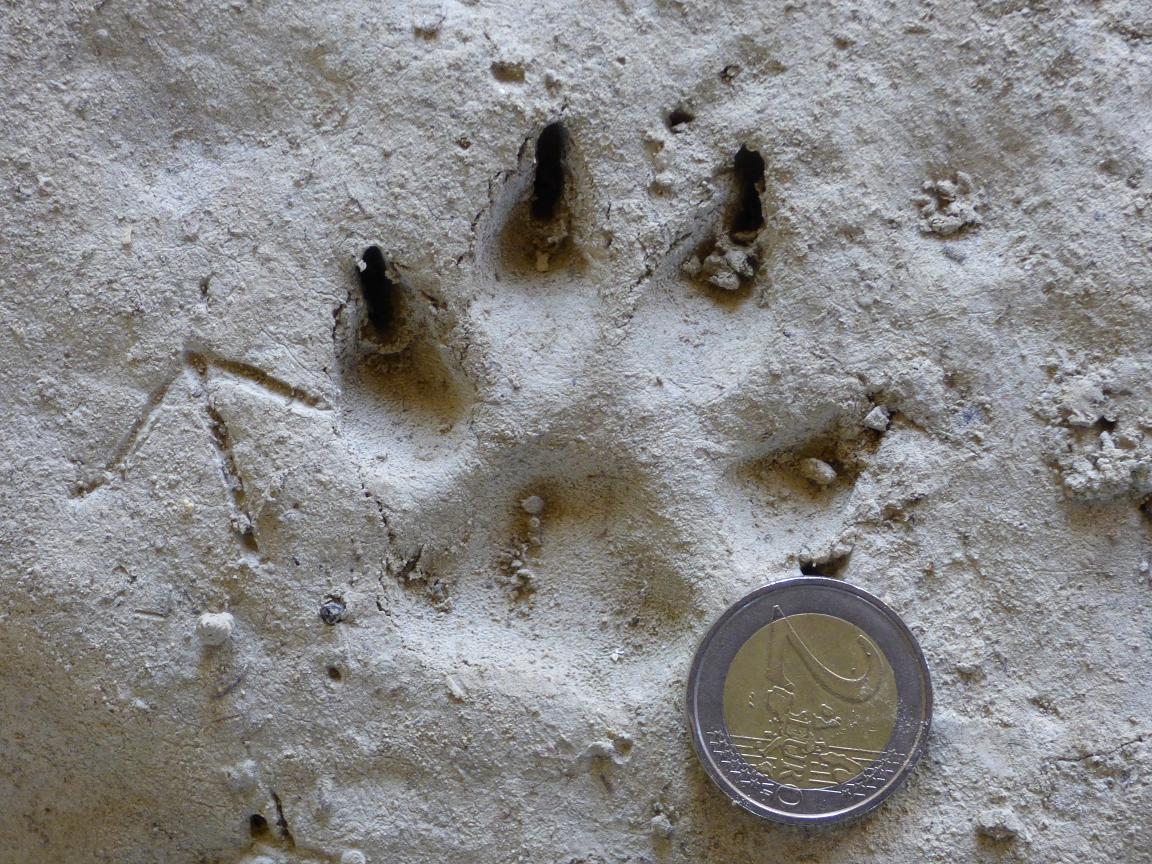 orma di animale ignoto