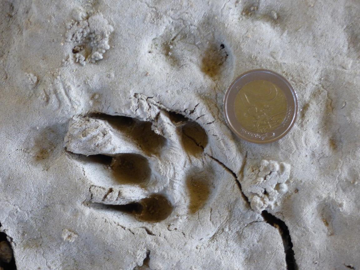 orma di animale ignoto