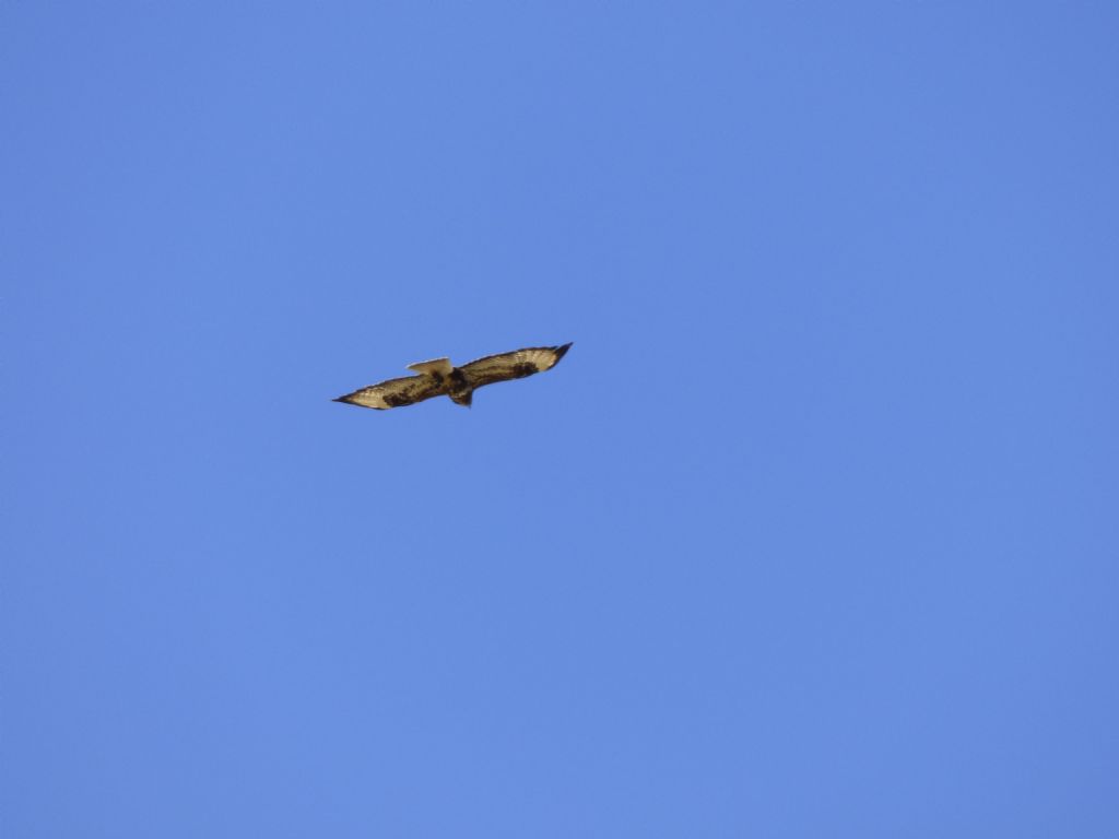 Nibbio bruno (Milvus migrans) e Poiane (Buteo buteo)