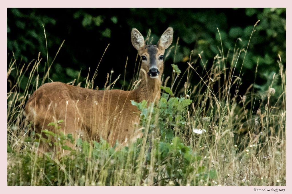 Capriolo? S, femmina