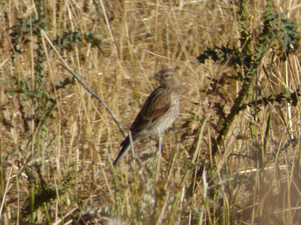 Calandro? No, Fanello (Carduelis cannabina  ) e Spioncello (Anthus spinoletta)