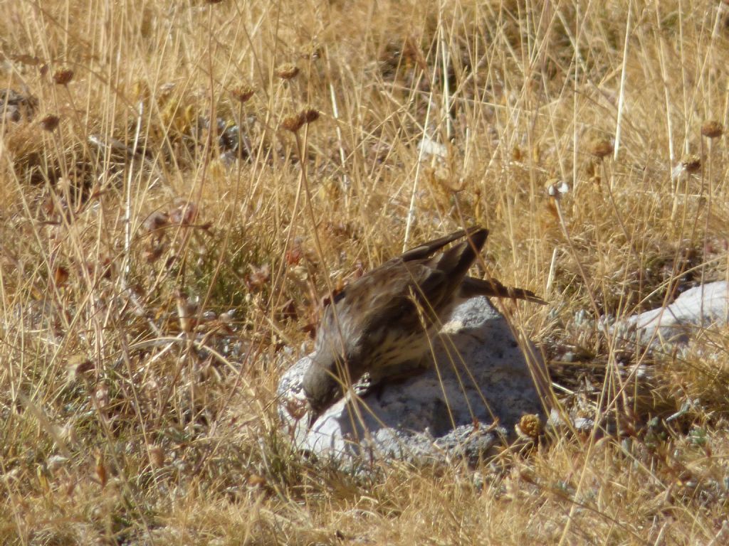 Calandro? No, Fanello (Carduelis cannabina  ) e Spioncello (Anthus spinoletta)