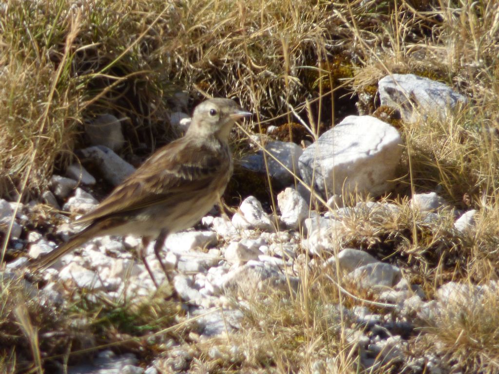 Calandro? No, Fanello (Carduelis cannabina  ) e Spioncello (Anthus spinoletta)