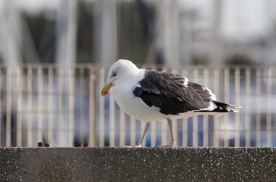 Mugnaiaccio  (Larus marinus)