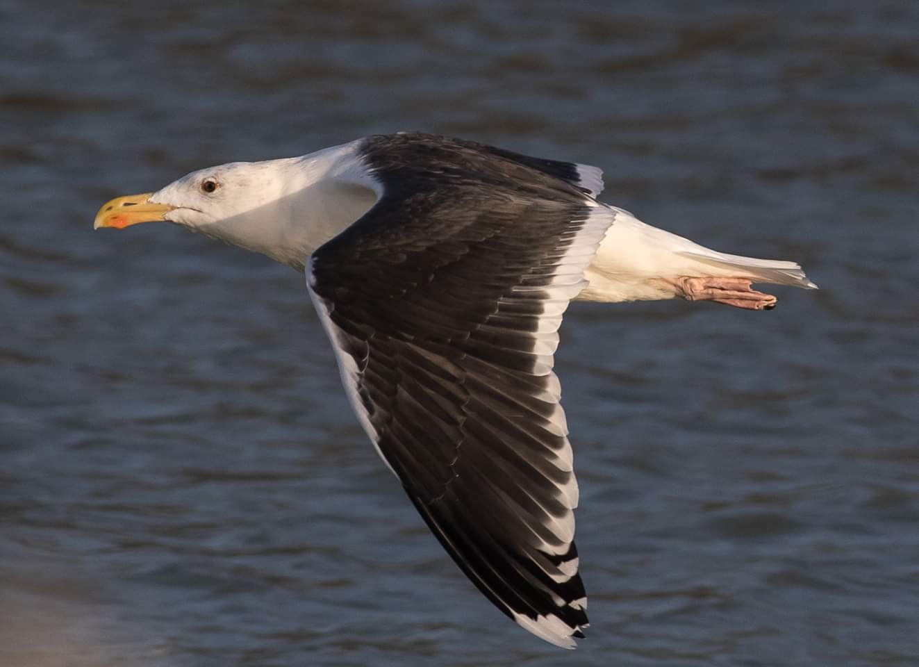 Mugnaiaccio  (Larus marinus)