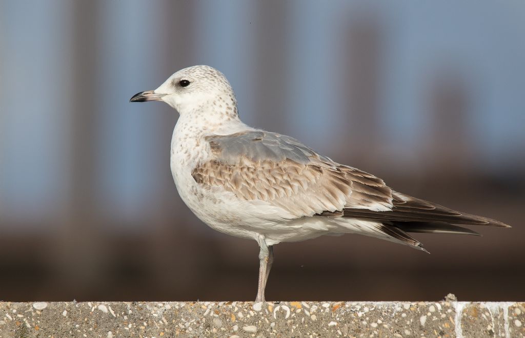 Gavina primo inverno (Larus canus)