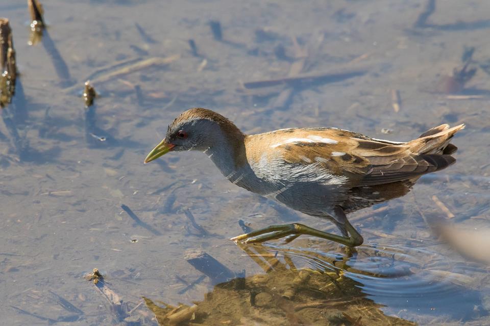 Schiribilla (Porzana parva), maschio