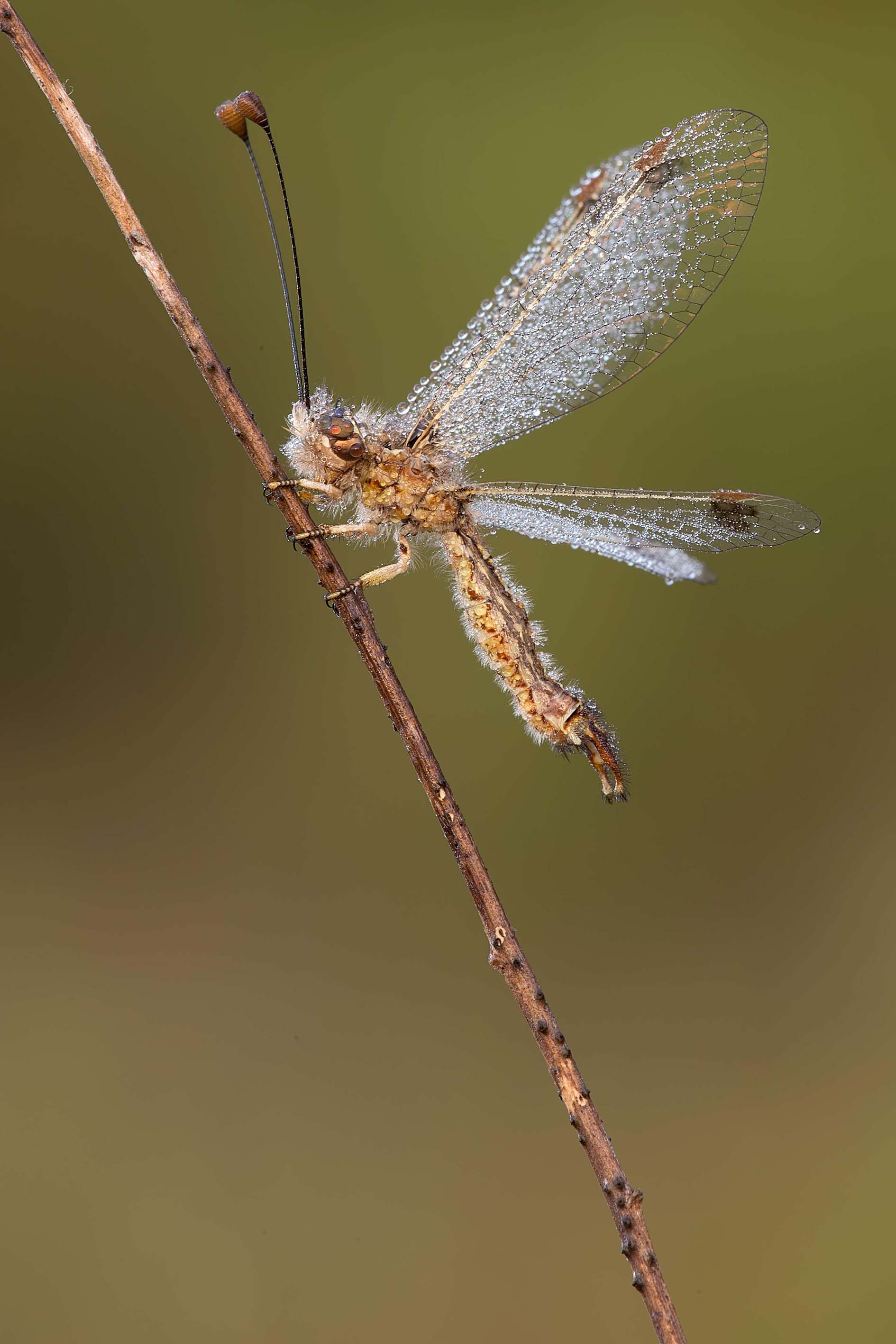 Deleproctophylla australis