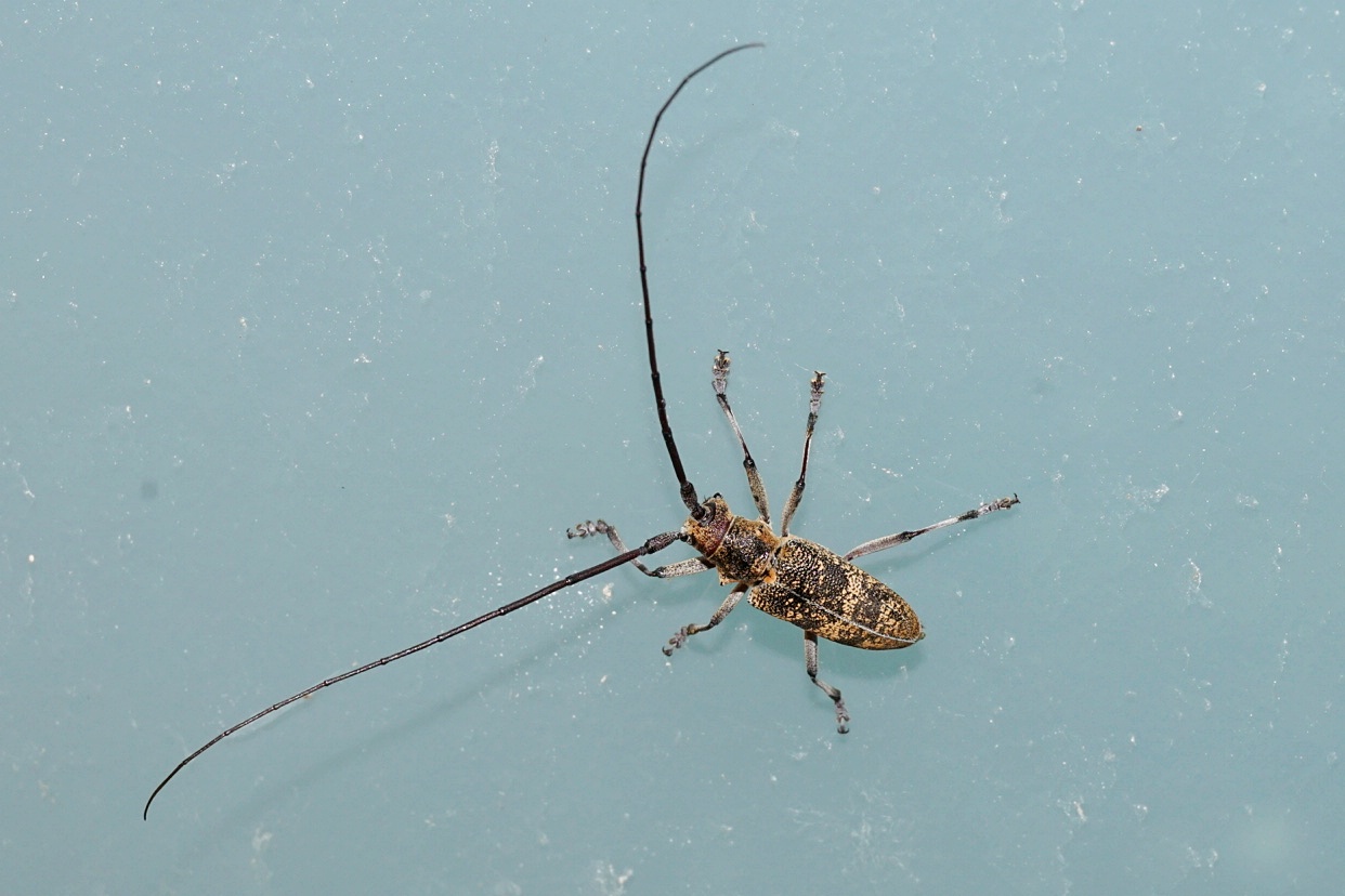 Cerambycidae: Monochamus?  S, Monochamus galloprovincialis, maschio