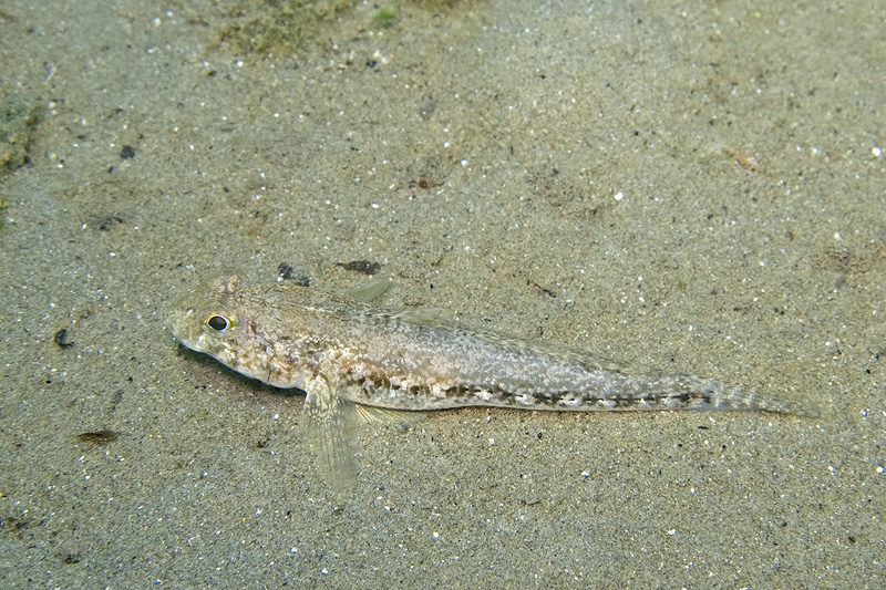 Follonica: Pomatoschistus marmoratus e Gobius niger