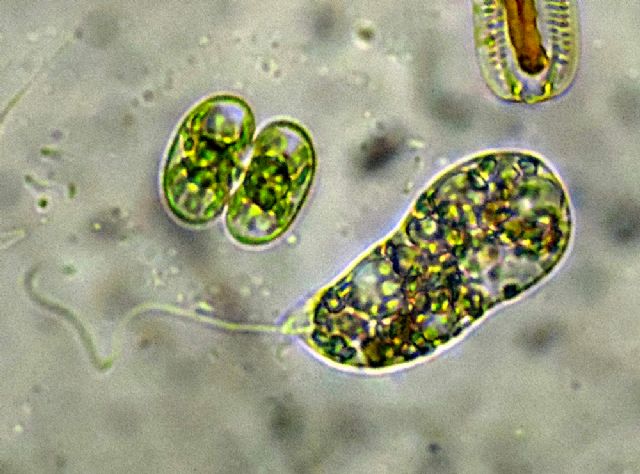 Peranema sp.