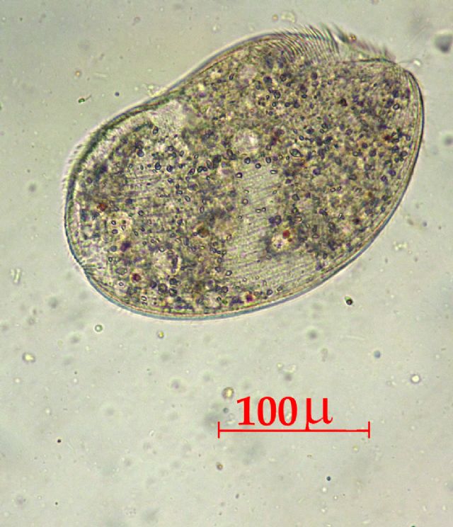PSEUDOPRORODON