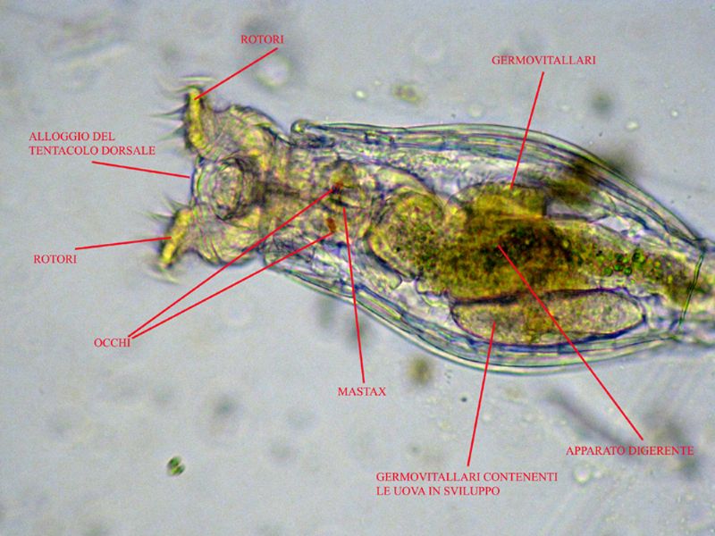 PHILODINA