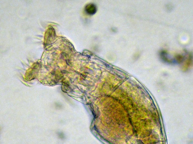 PHILODINA