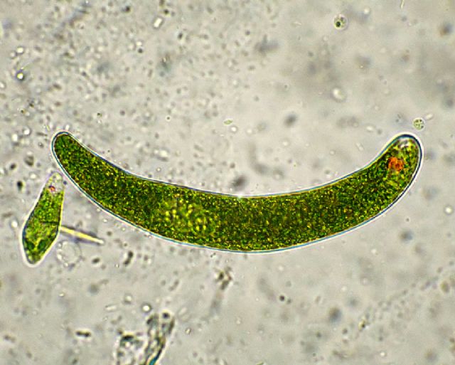 EUGLENE