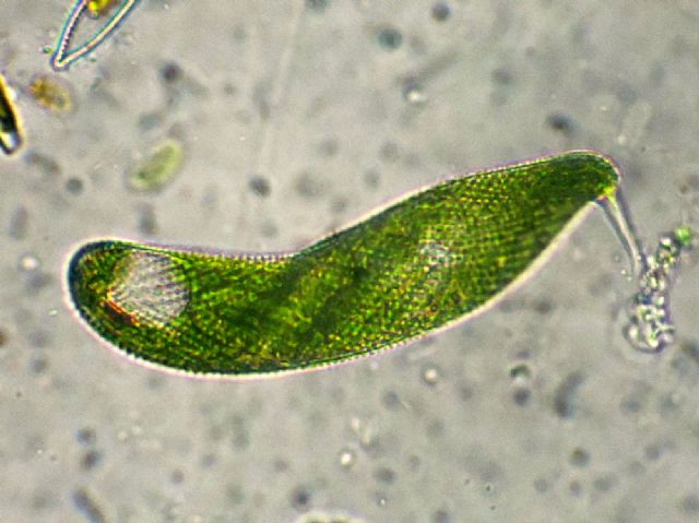 EUGLENE