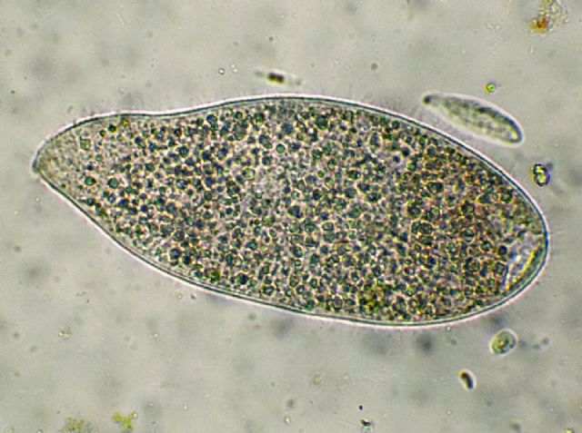 SPATHIDIUM