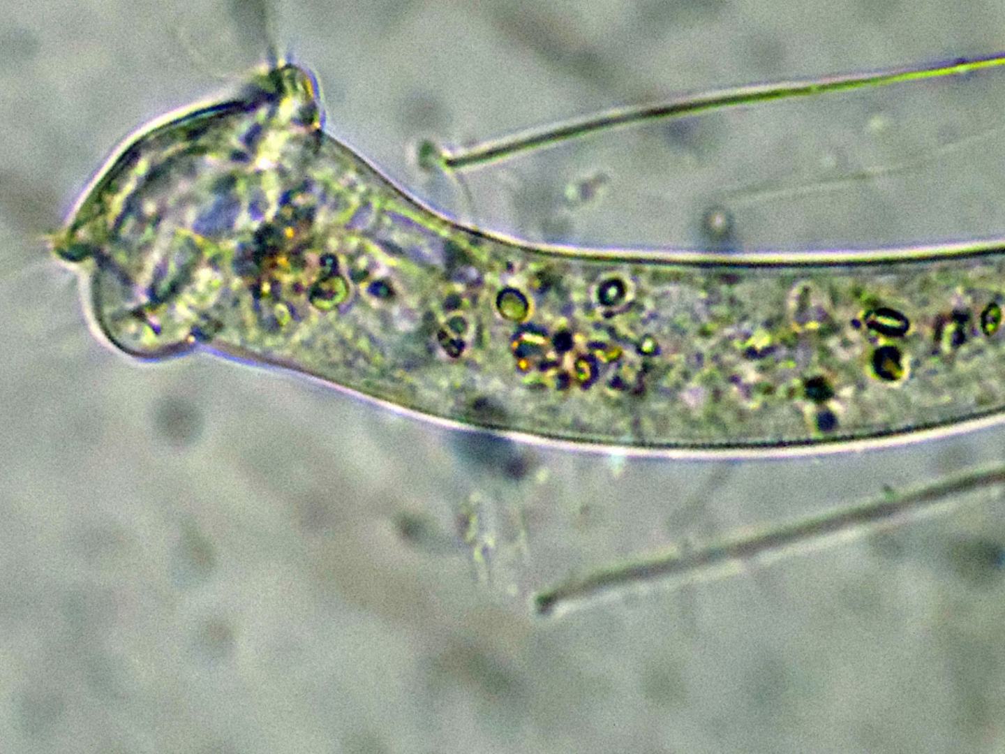 VAGINICOLA-TERRICOLA