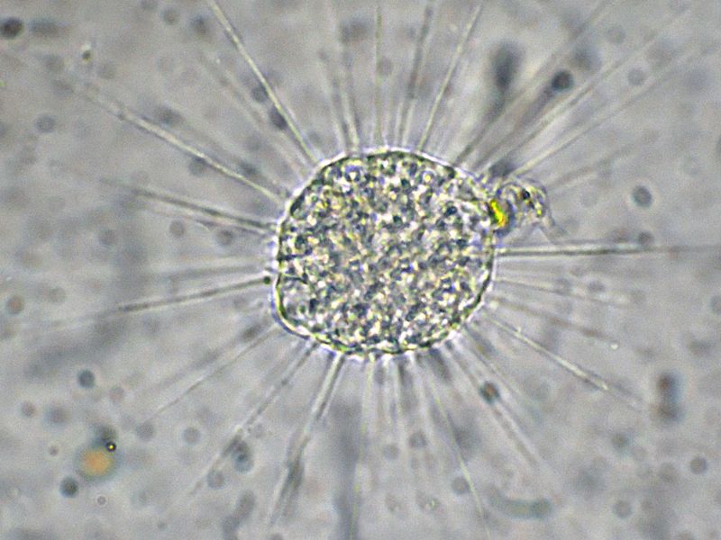 Eliozoi del genere Acanthocystis
