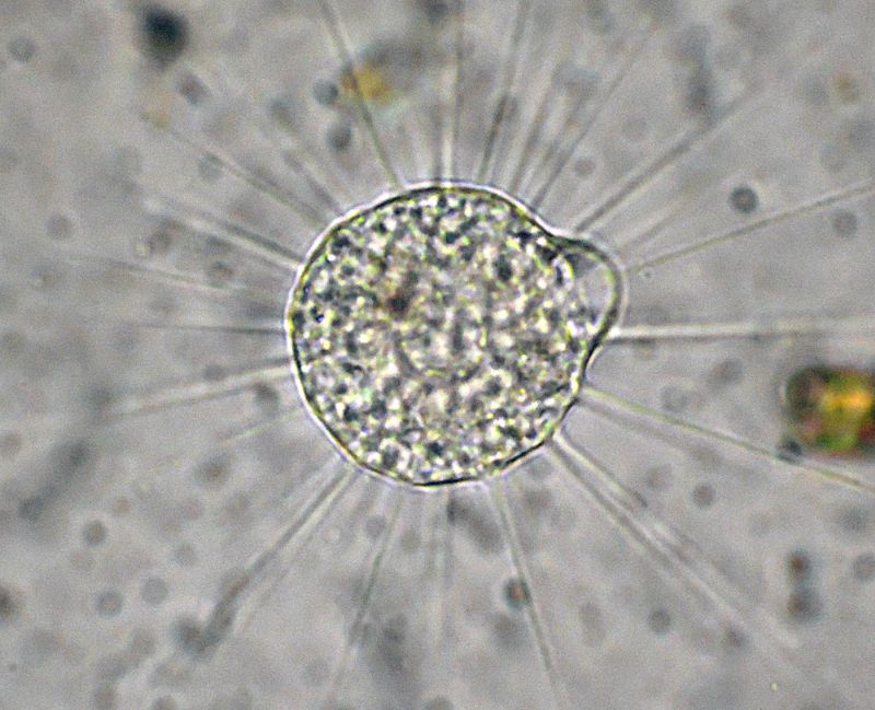 Eliozoi del genere Acanthocystis