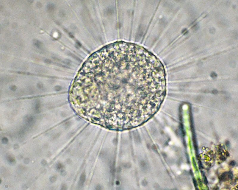 Eliozoi del genere Acanthocystis