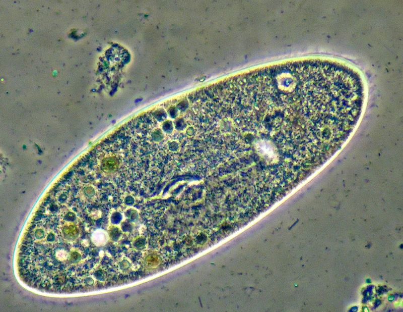 CILIATI IN C.D.F.