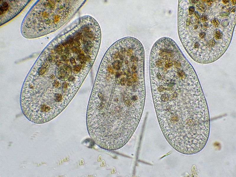 CILIATI BEN NUTRITI!!