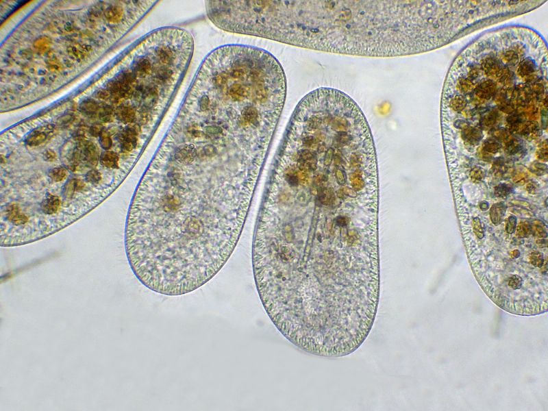 CILIATI BEN NUTRITI!!