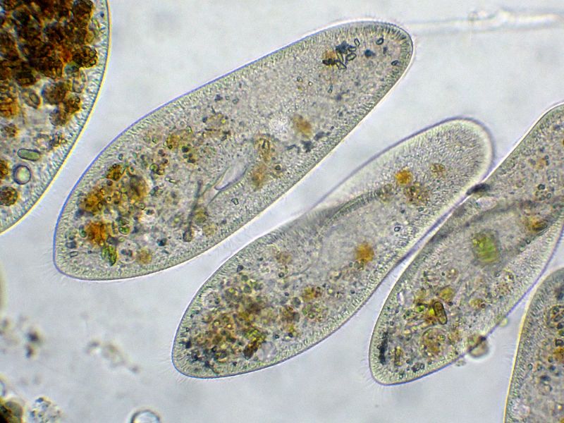 CILIATI BEN NUTRITI!!