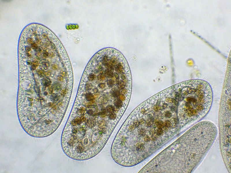 CILIATI BEN NUTRITI!!