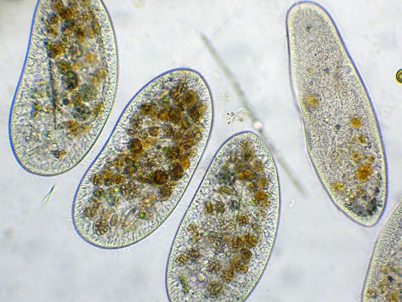 CILIATI BEN NUTRITI!!