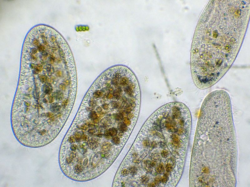 CILIATI BEN NUTRITI!!