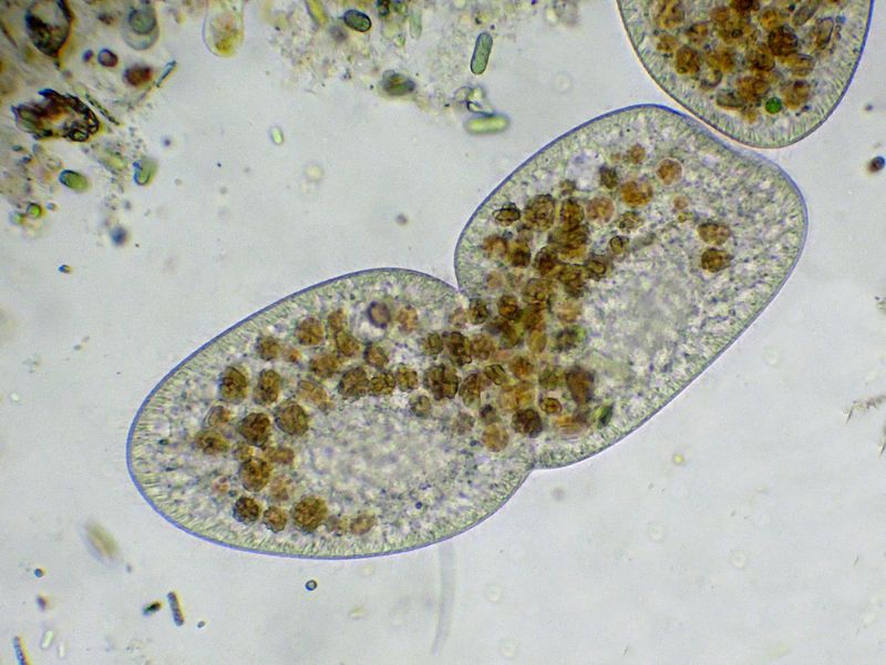 CILIATO IN RIPRODUZIONE