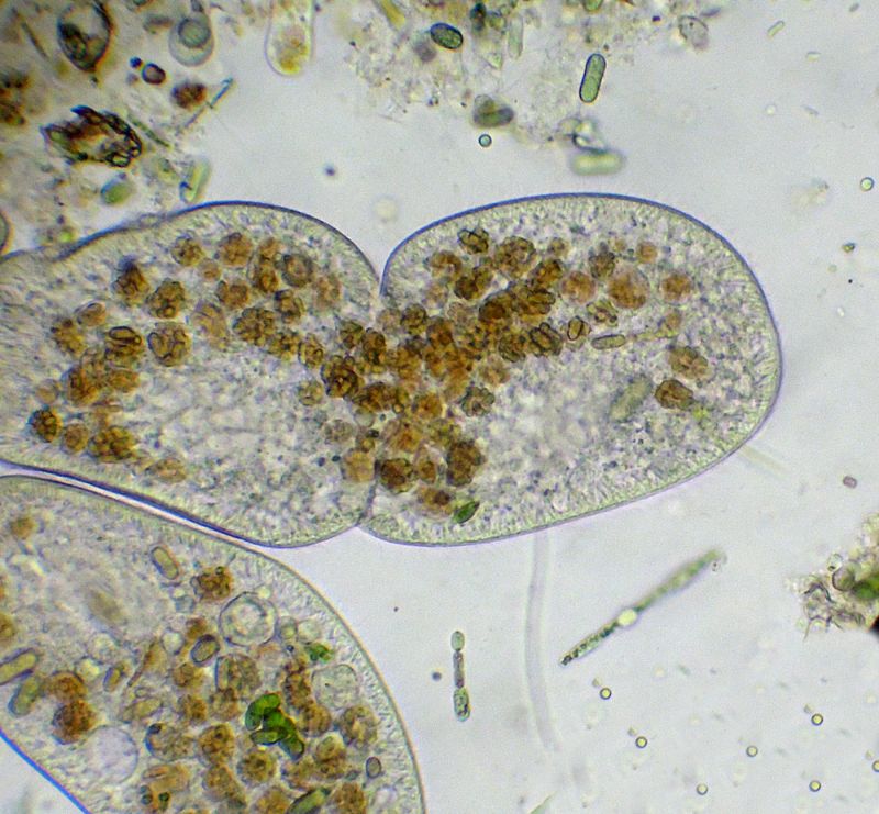 CILIATO IN RIPRODUZIONE