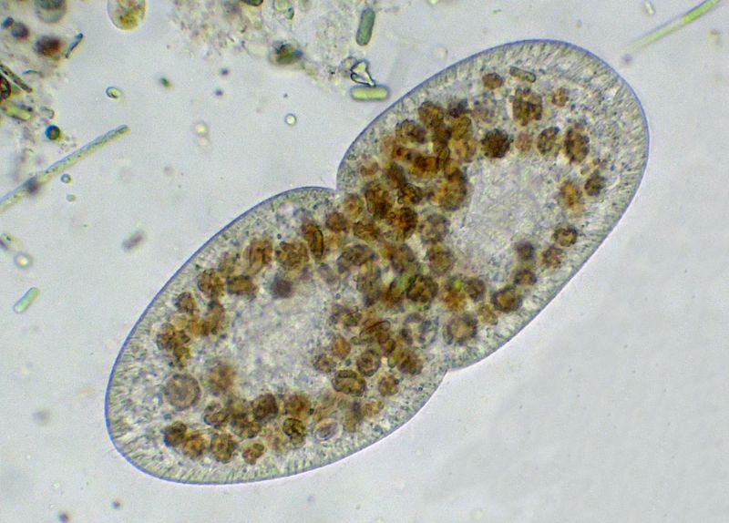 CILIATO IN RIPRODUZIONE