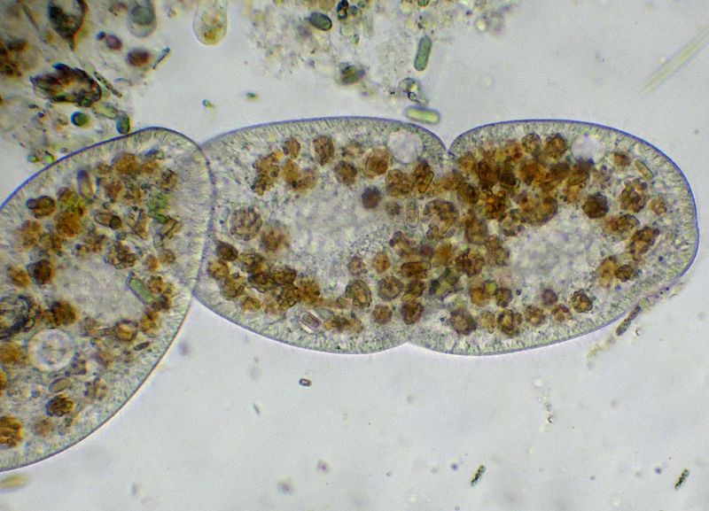 CILIATO IN RIPRODUZIONE
