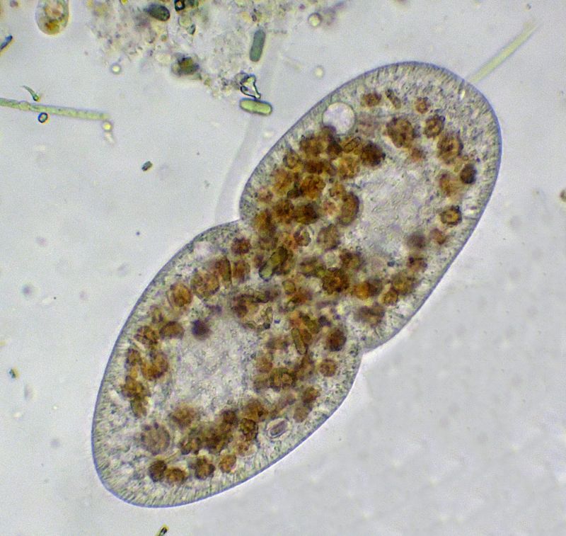 CILIATO IN RIPRODUZIONE