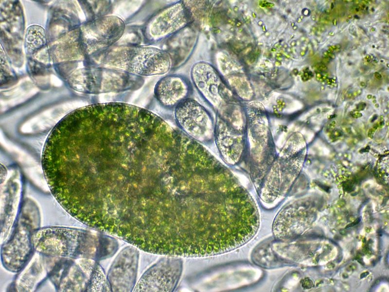 PARAMECIUM-bursaria