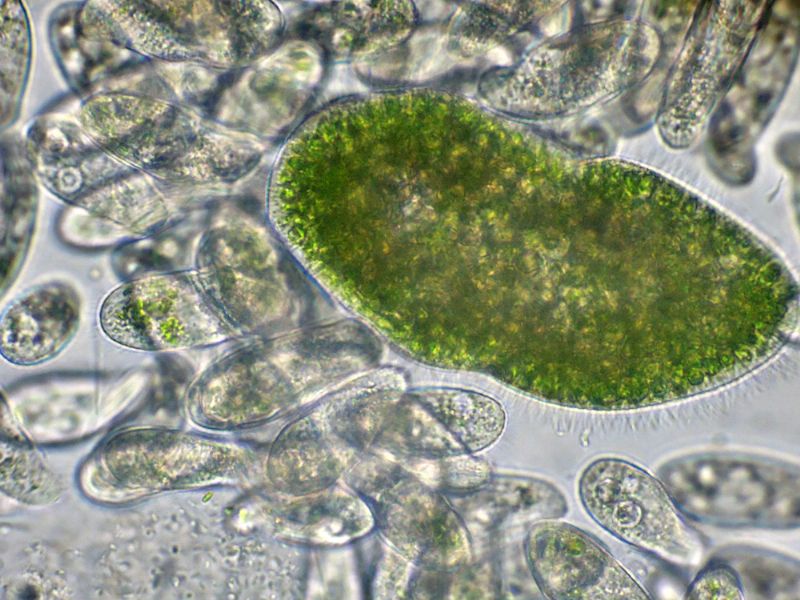 PARAMECIUM-bursaria